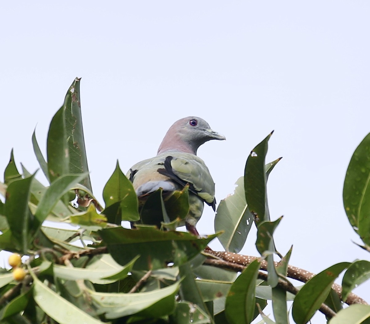Pink-necked Green-Pigeon - ML619333471
