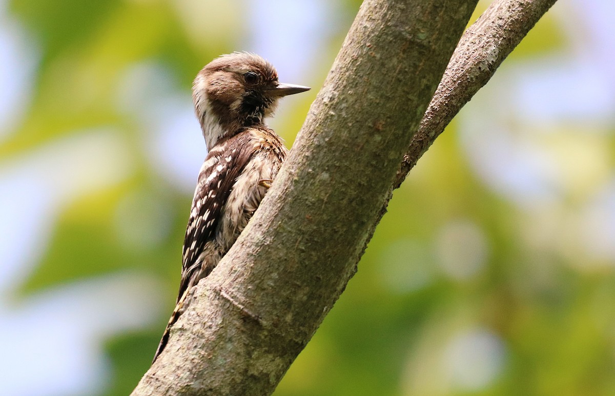 Japanese Pygmy Woodpecker - ML619333500