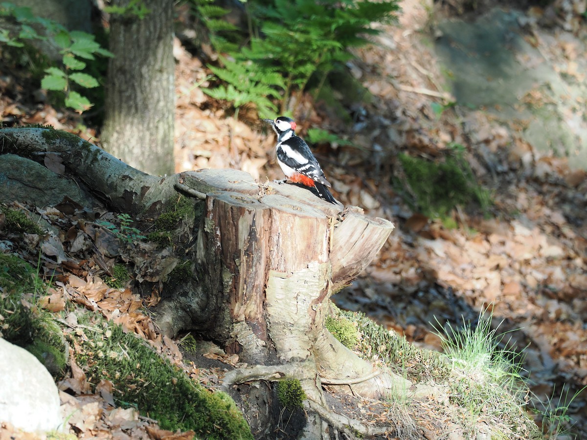 Great Spotted Woodpecker - ML619333523