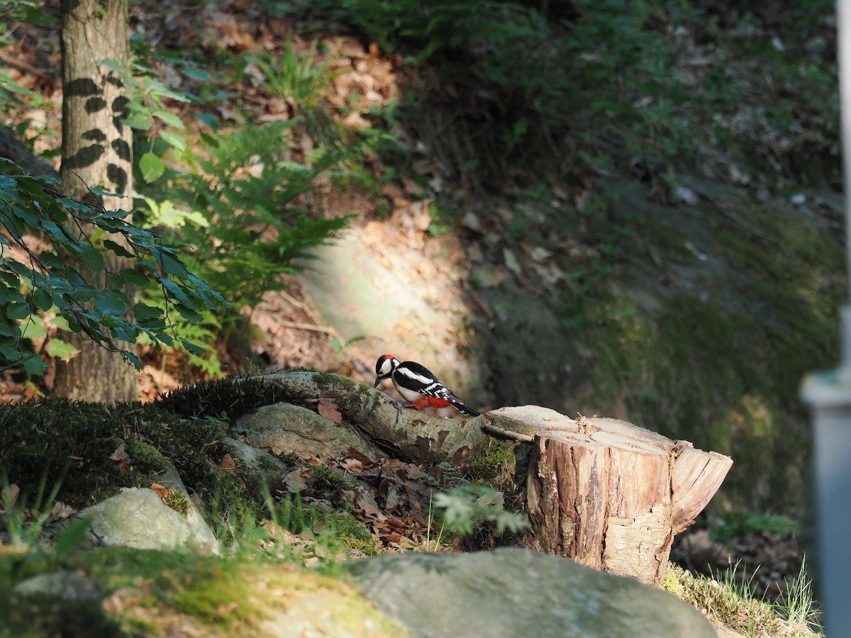 Great Spotted Woodpecker - ML619333524