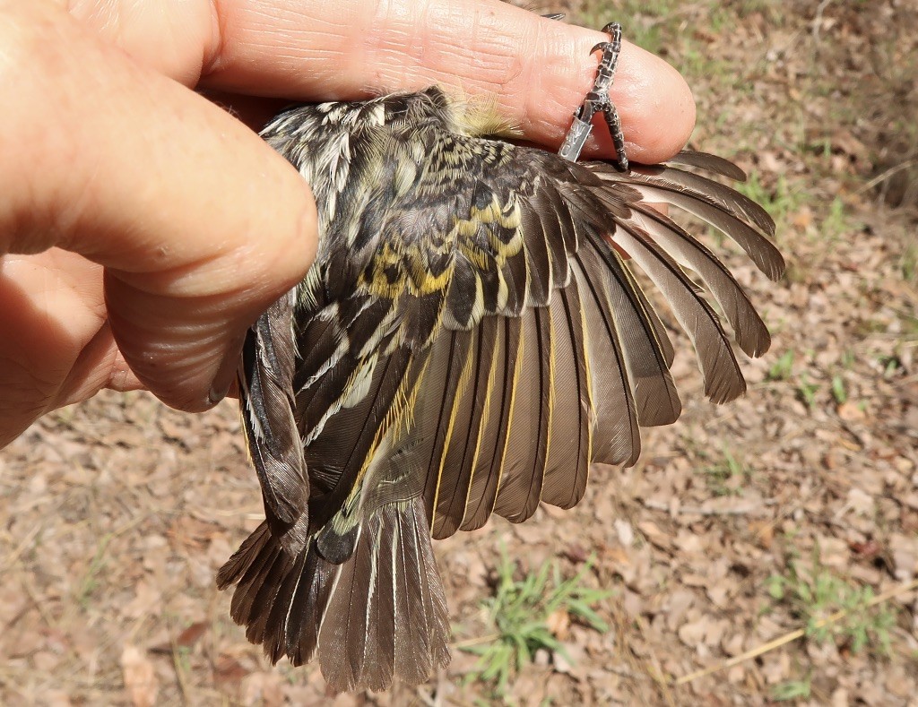 Yellow-fronted Tinkerbird - ML619333542