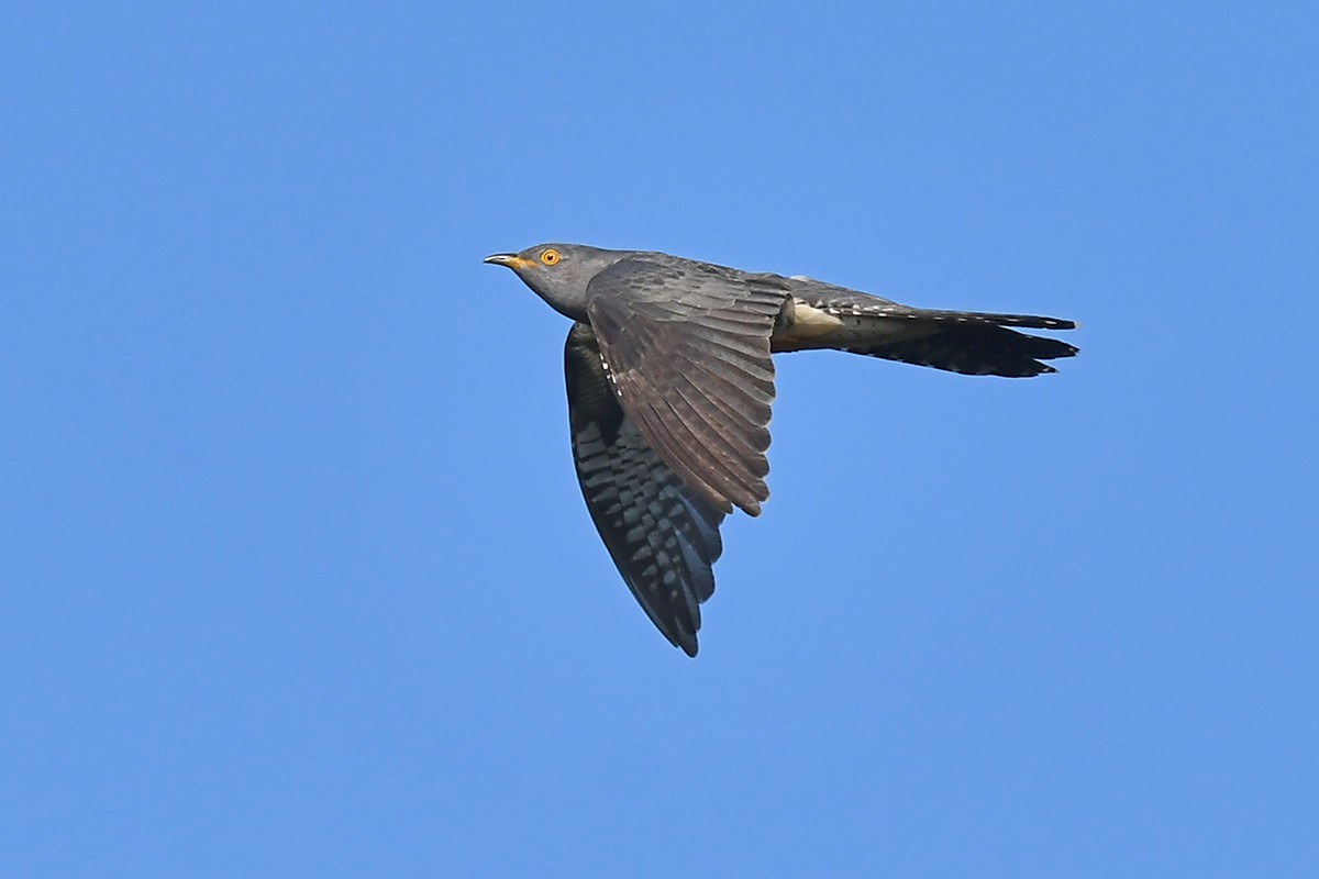 Common Cuckoo - ML619333620