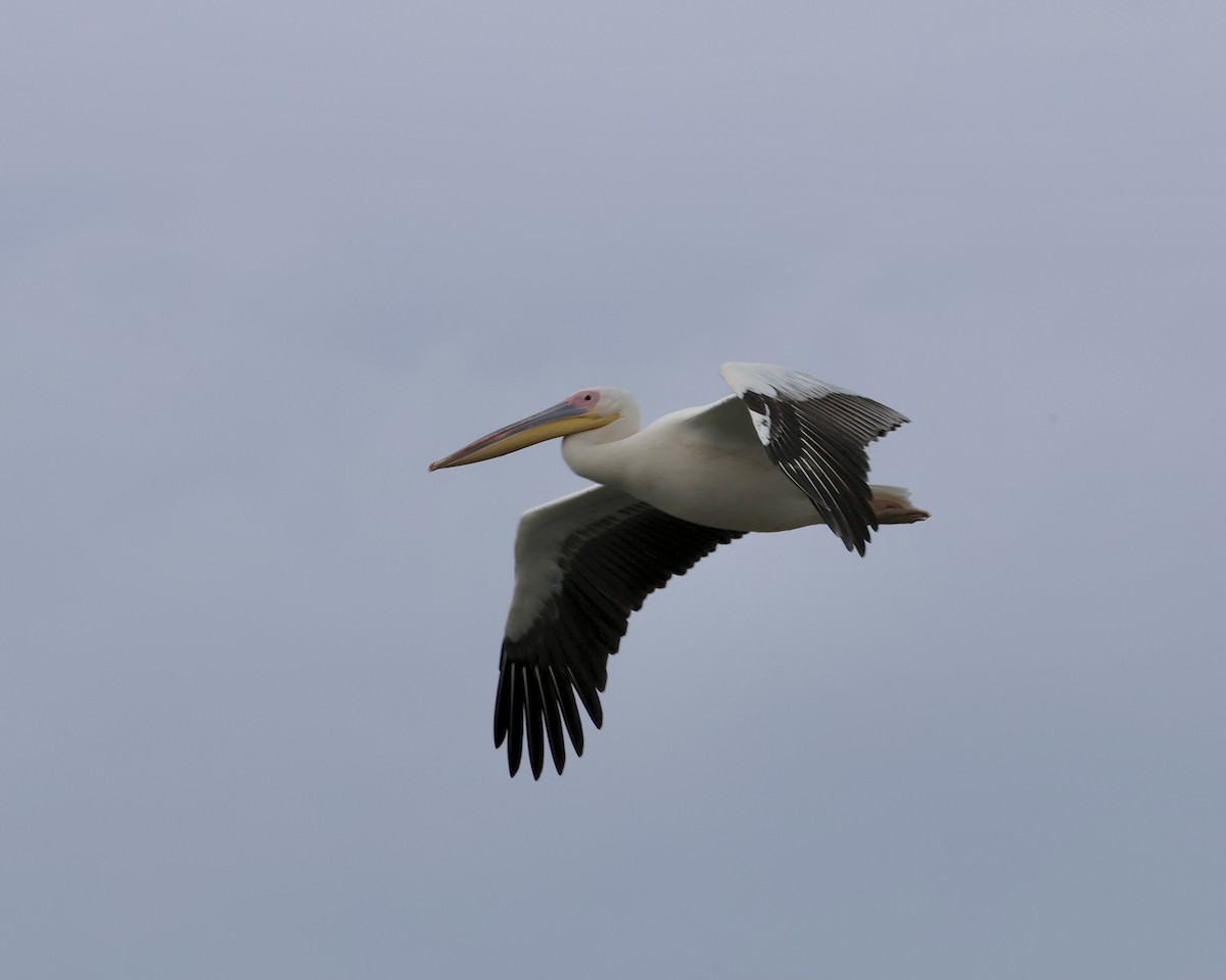 pelikán bílý - ML619333638