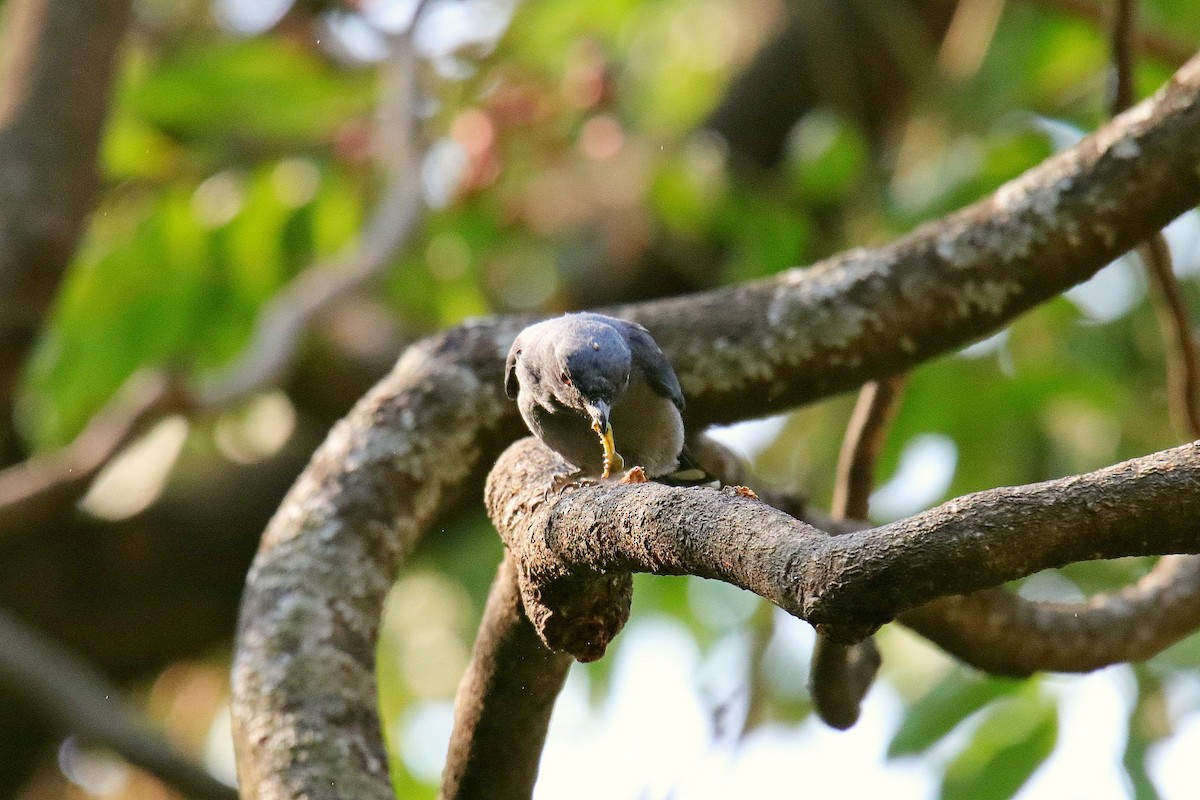 Gray-bellied Cuckoo - ML619333648