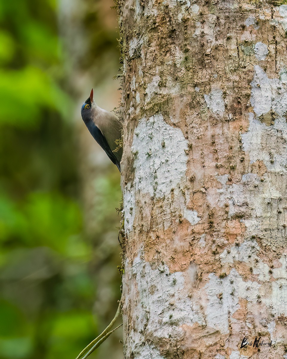 Velvet-fronted Nuthatch - ML619333662
