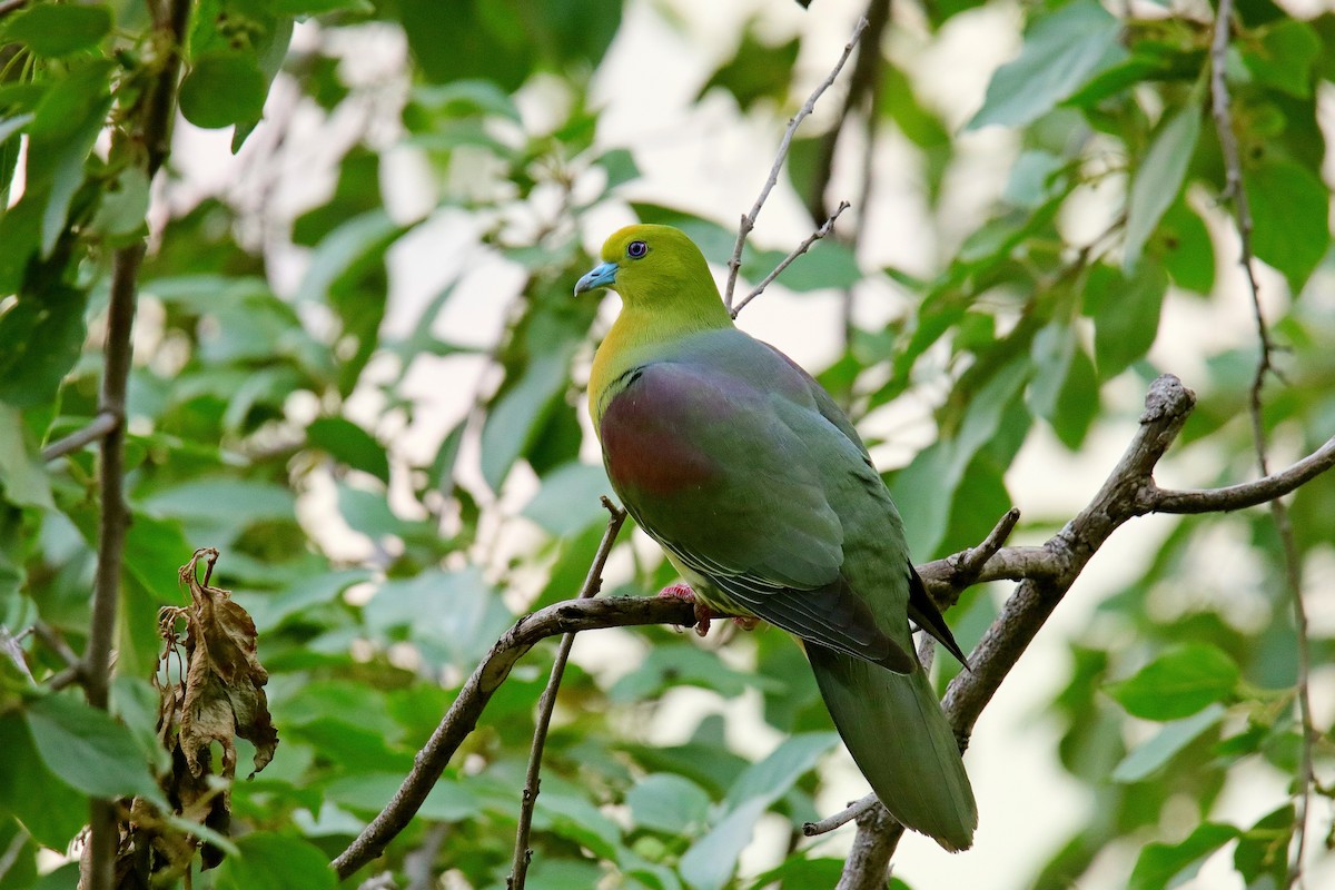 Wedge-tailed Green-Pigeon - ML619333666