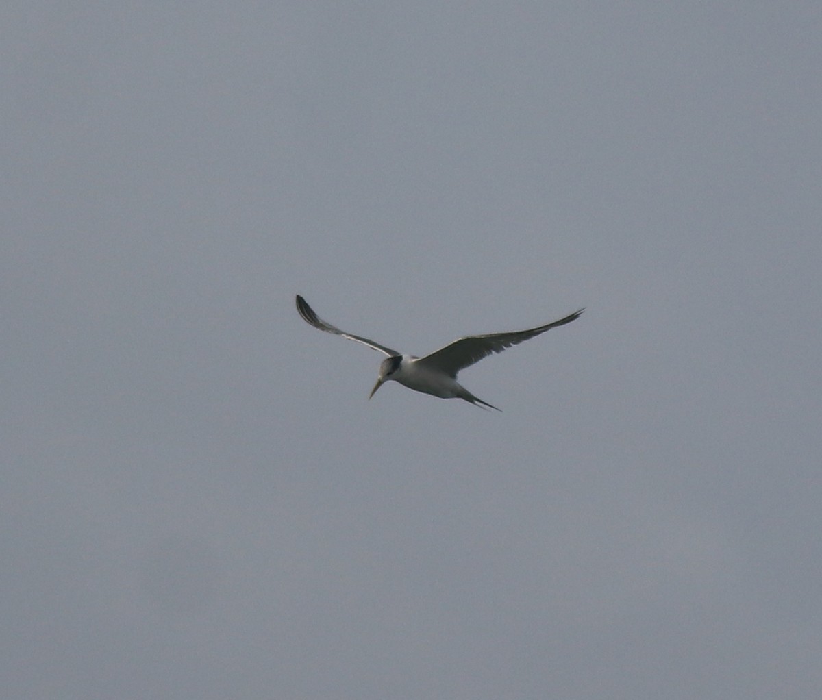 Great Crested Tern - ML619333681