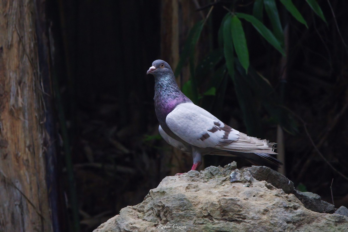 Сизый голубь (Одомашненного типа) - ML619333693