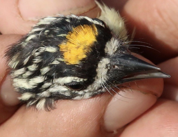 Yellow-fronted Tinkerbird - ML619333699
