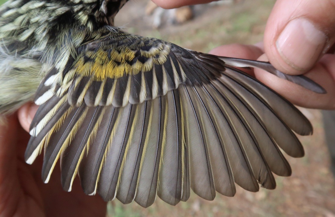 Yellow-fronted Tinkerbird - ML619333700