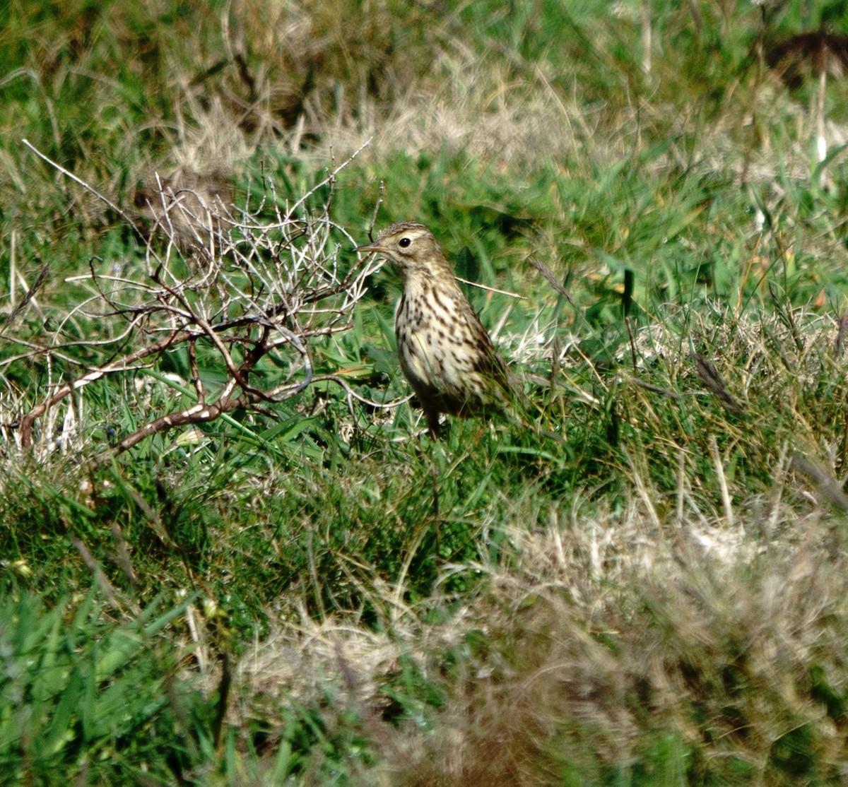 Meadow Pipit - ML619333702