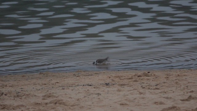 Semipalmated Plover - ML619333709