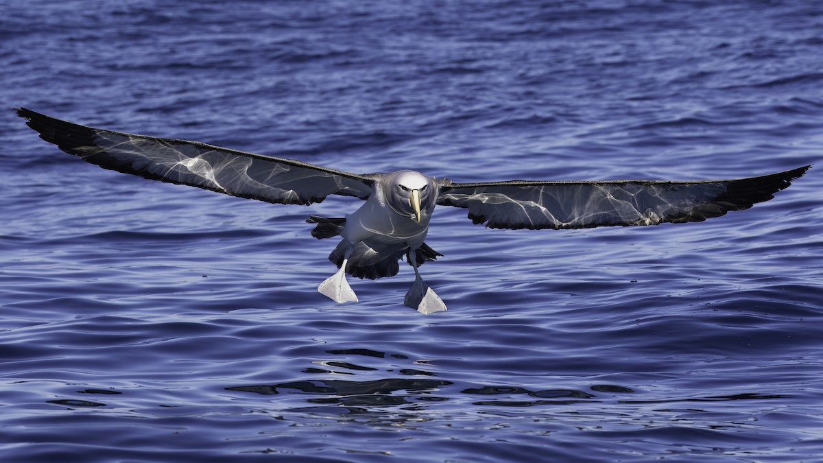 albatros snarský - ML619333822