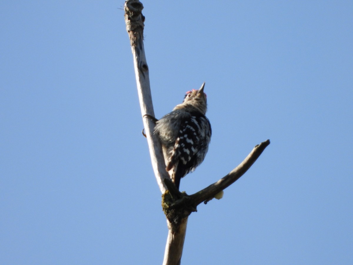Lesser Spotted Woodpecker - ML619333823