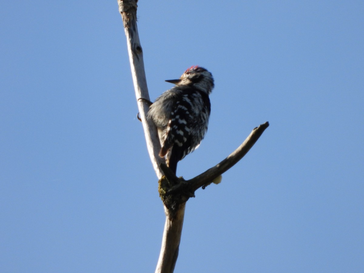Lesser Spotted Woodpecker - ML619333824