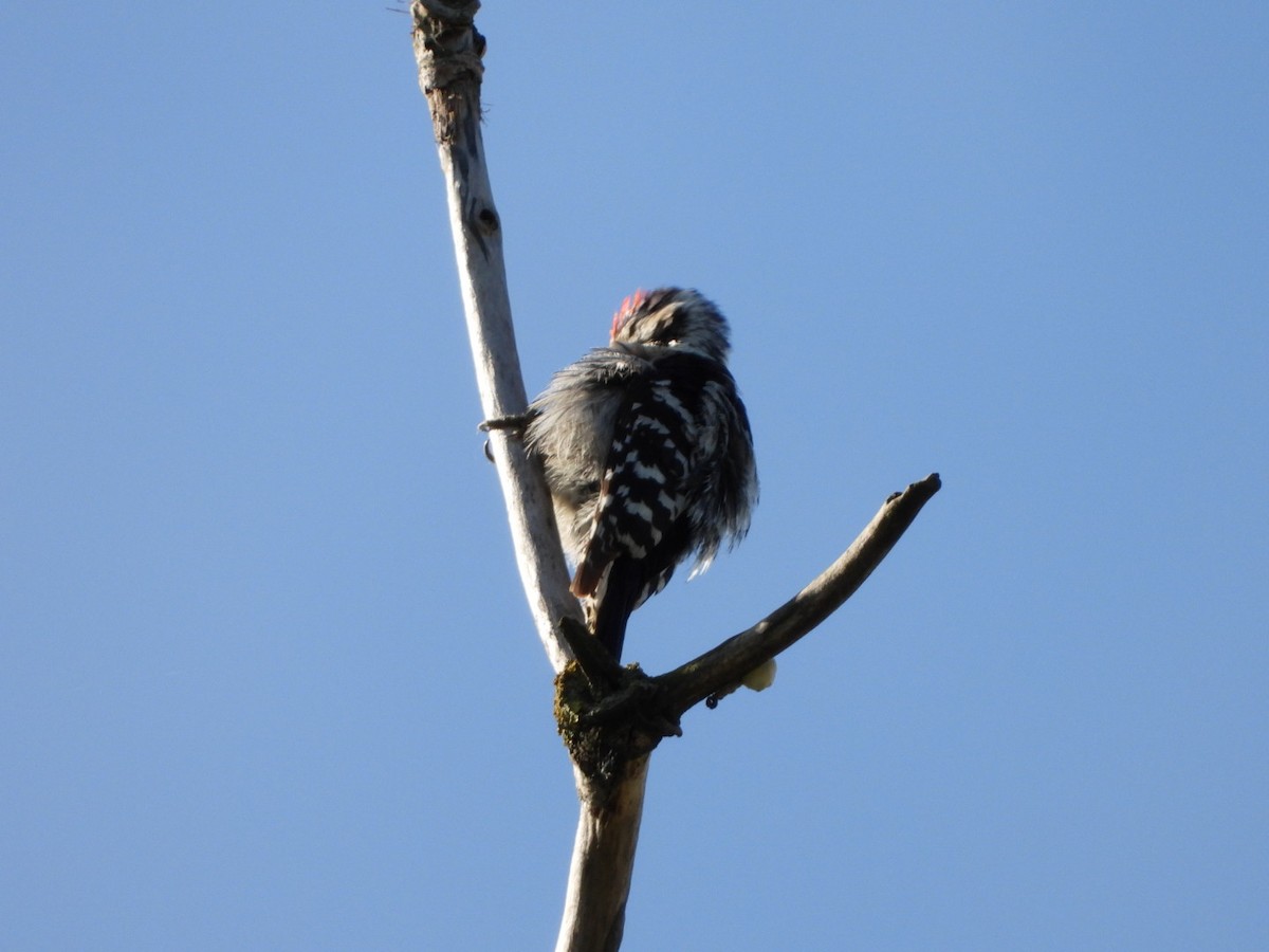 Lesser Spotted Woodpecker - ML619333825