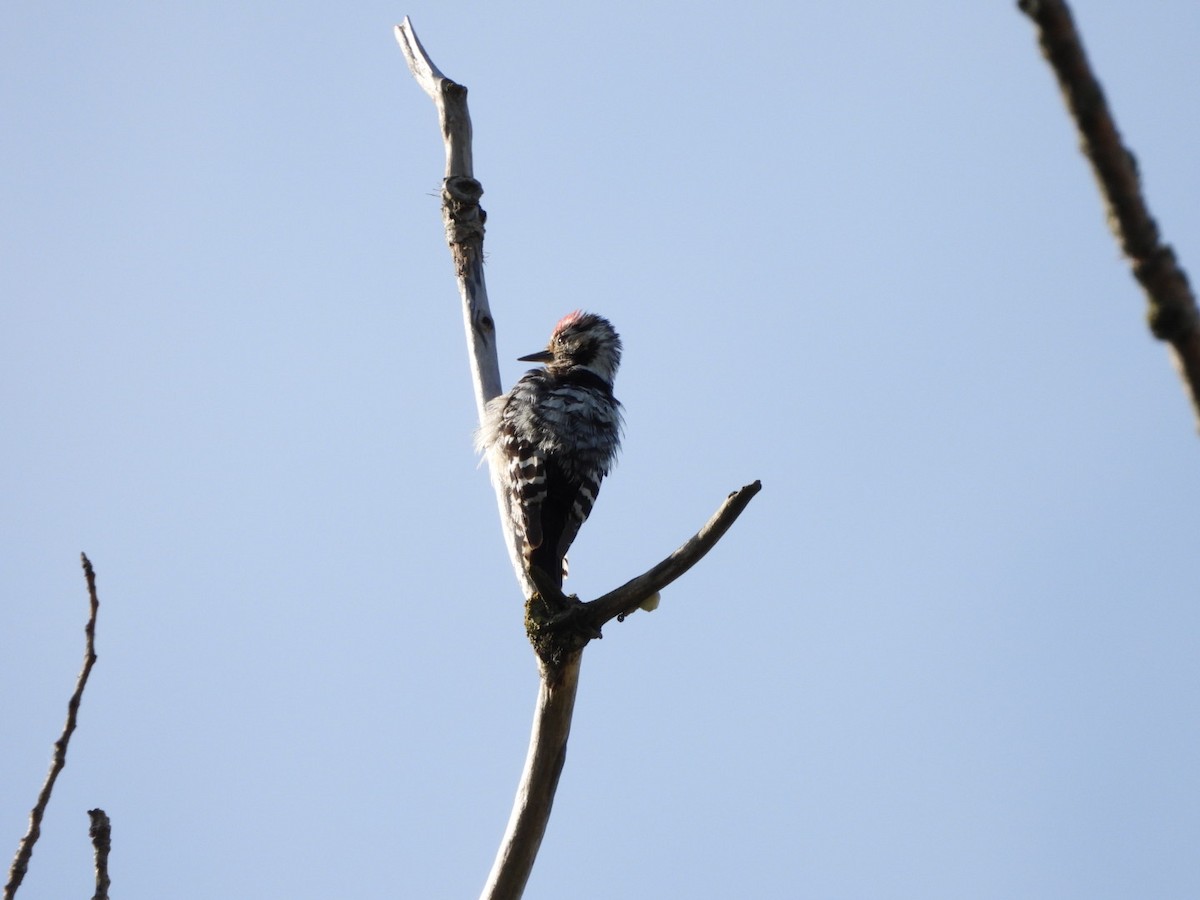 Lesser Spotted Woodpecker - ML619333826