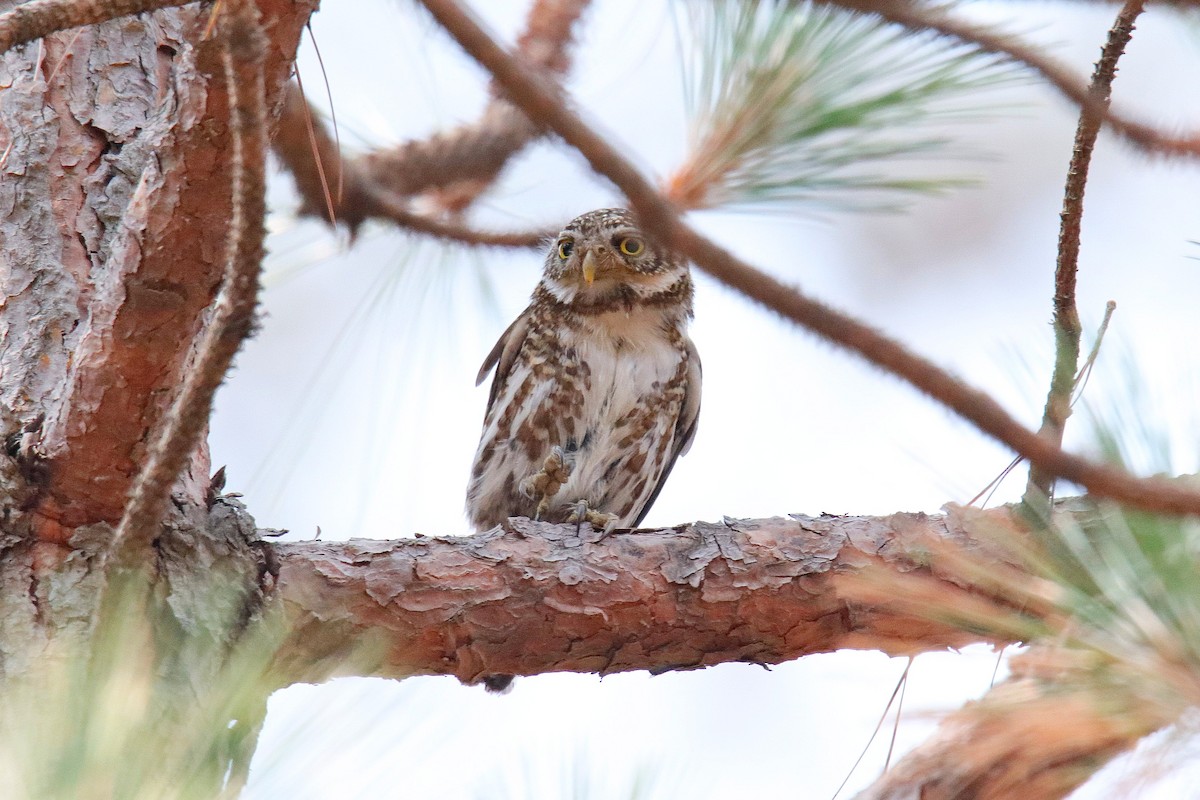 Collared Owlet - ML619333833