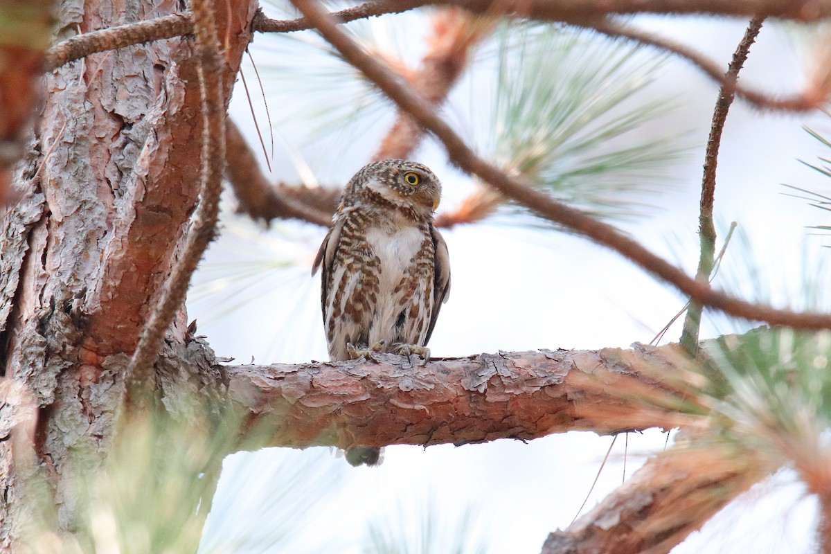 Collared Owlet - ML619333834