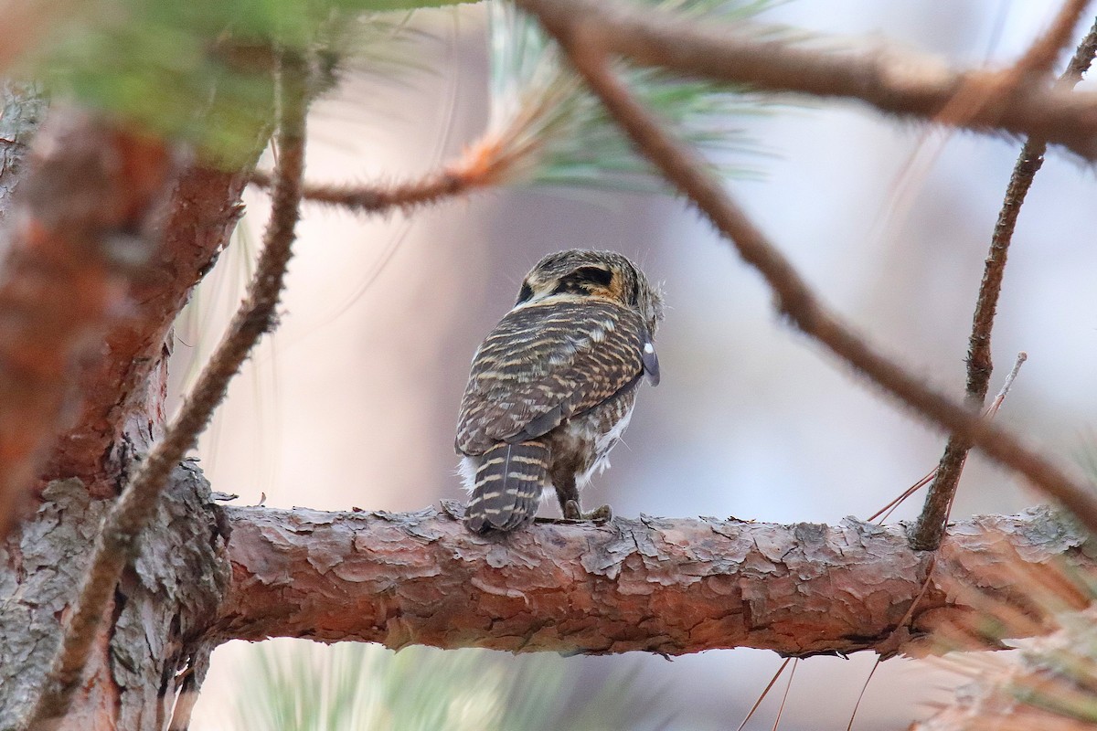 Collared Owlet - ML619333835