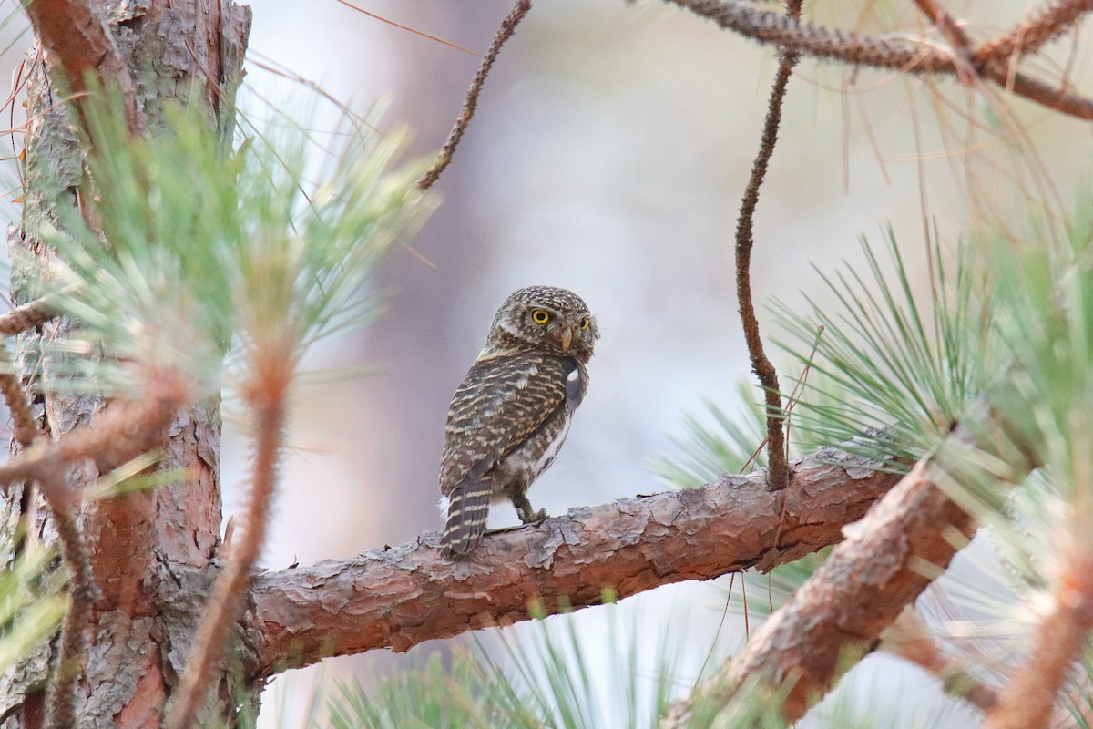 Collared Owlet - ML619333836