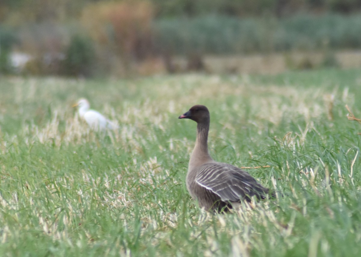 Pink-footed Goose - ML619333859