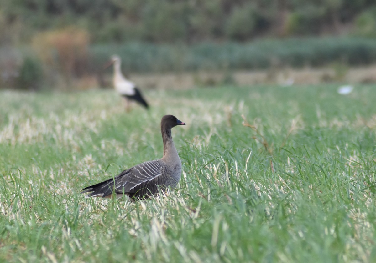 Pink-footed Goose - ML619333860