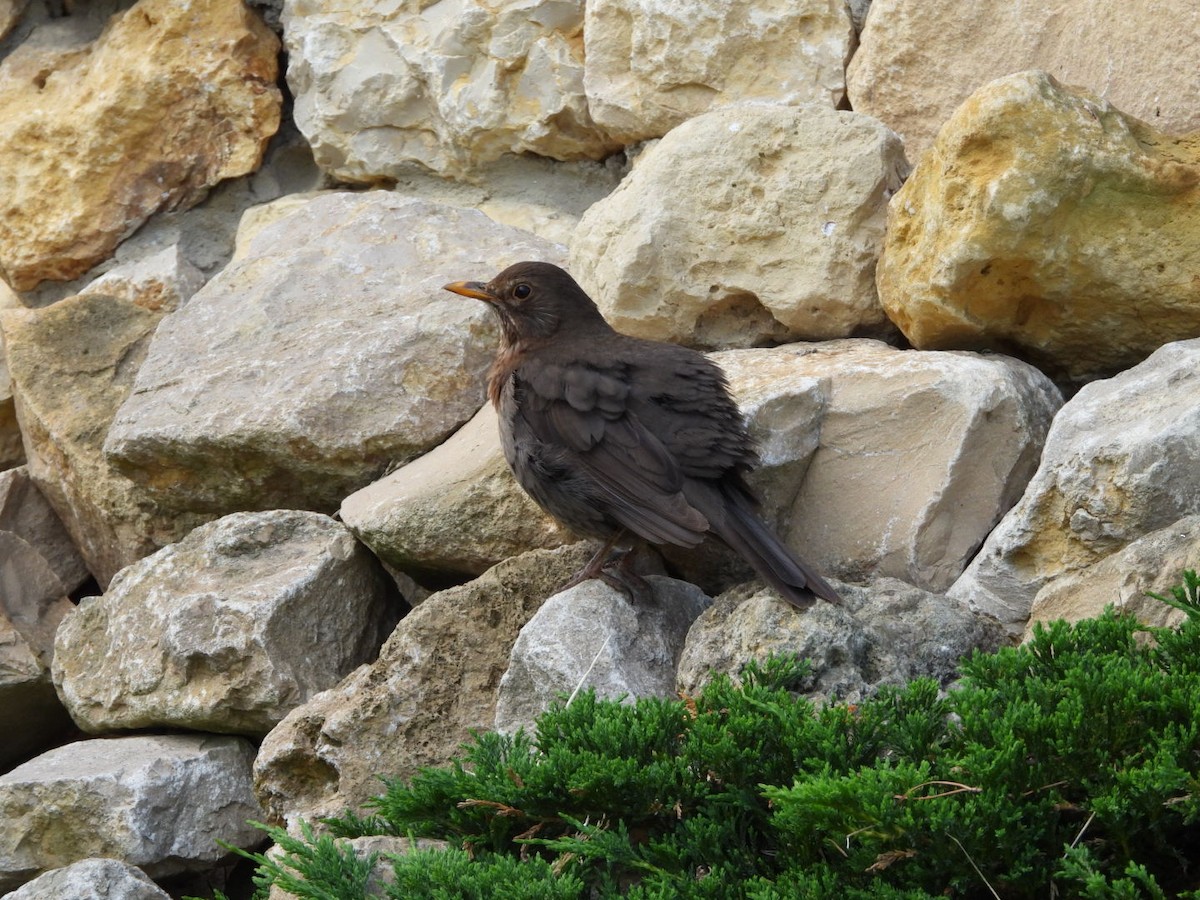 Eurasian Blackbird - ML619333864