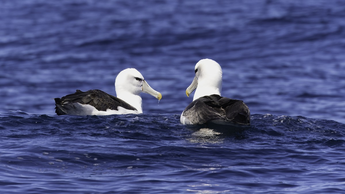 White-capped Albatross (steadi) - ML619333865