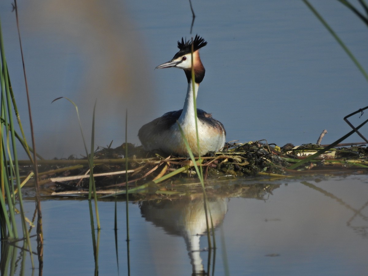 Great Crested Grebe - ML619333888