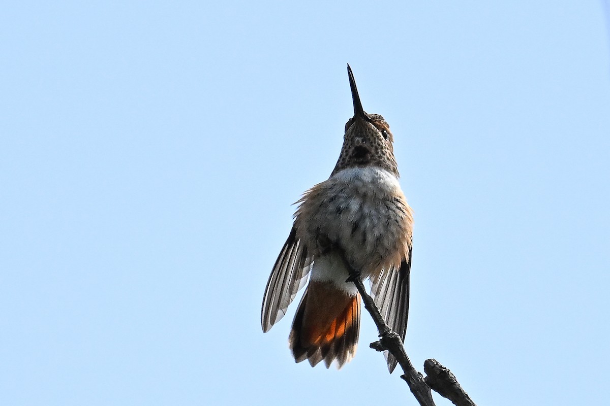 Rufous Hummingbird - ML619333950