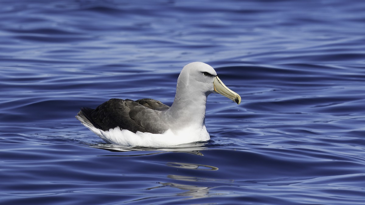 albatros snarský - ML619333955