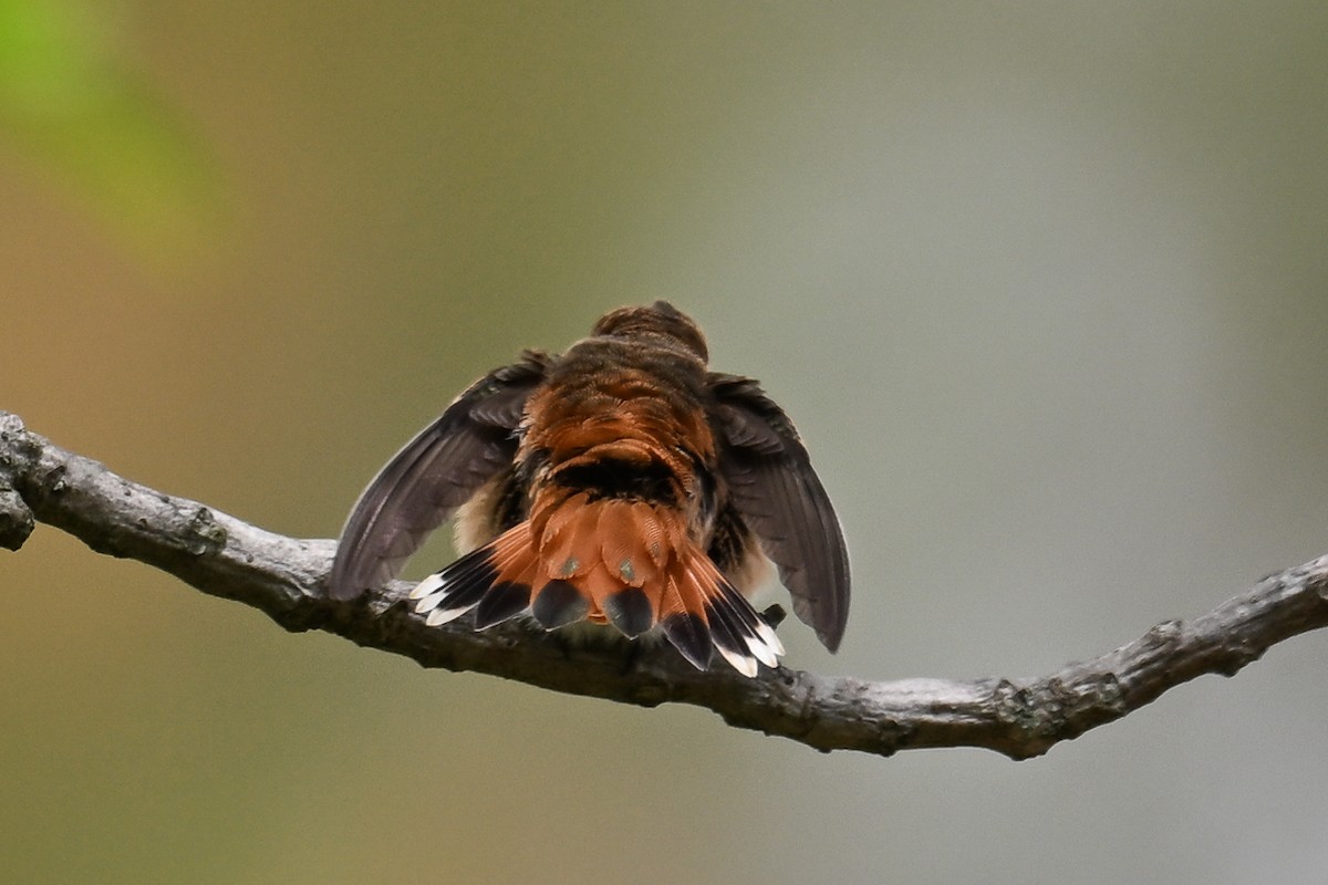 Allen's Hummingbird - ML619333998