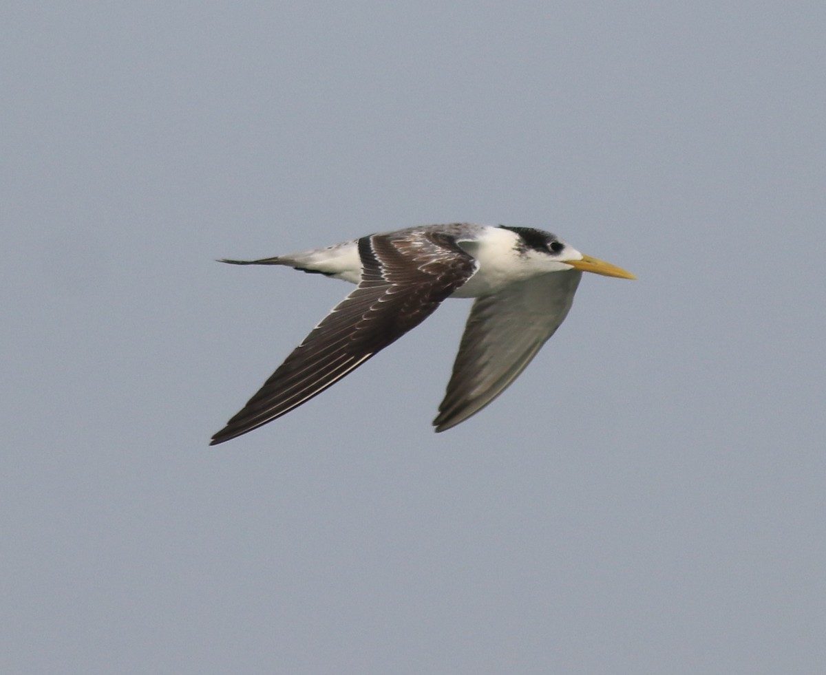 Great Crested Tern - ML619333999