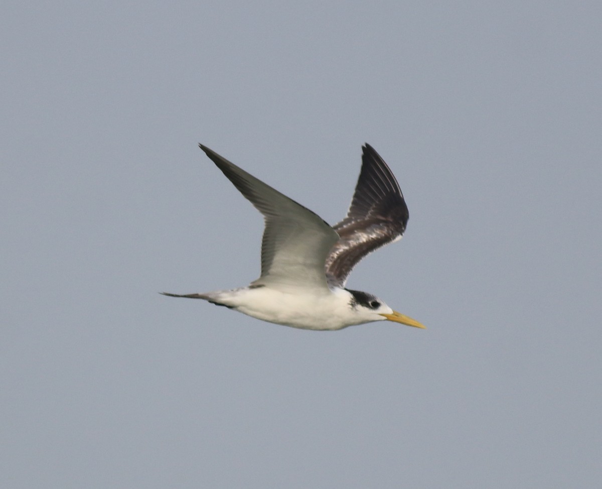 Great Crested Tern - ML619334000