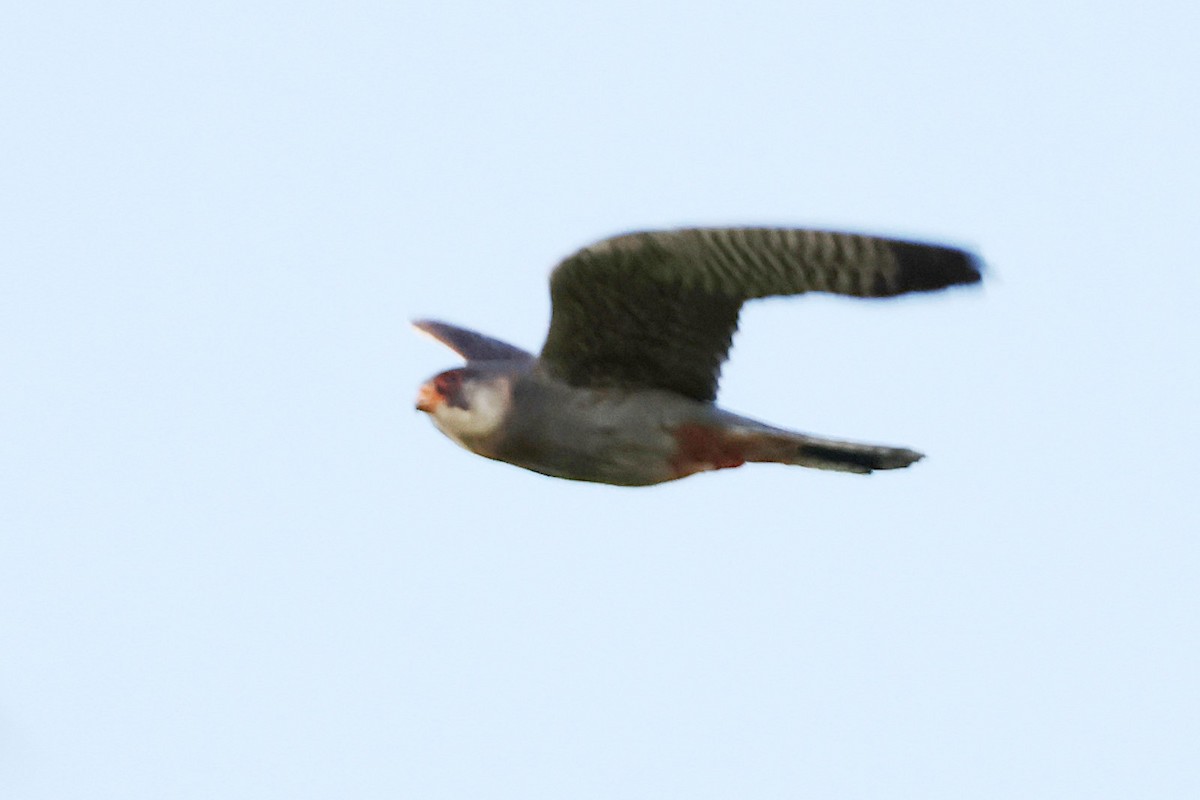 Red-footed Falcon - ML619334010