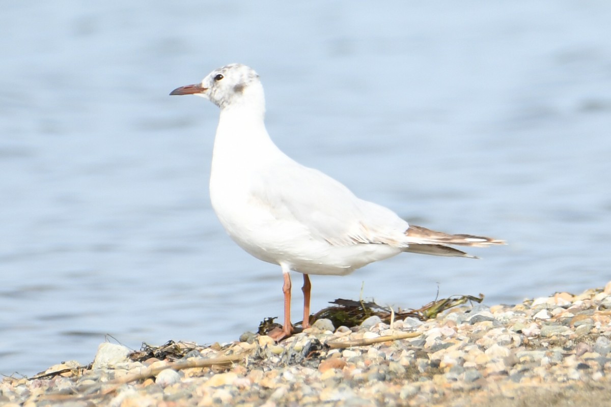 Mouette rieuse - ML619334077