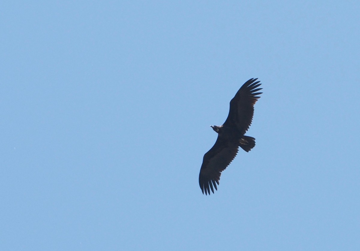 Cinereous Vulture - ML619334106