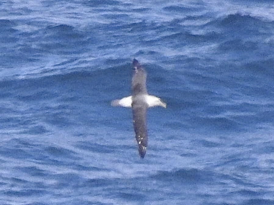 Albatros à cape blanche - ML619334127