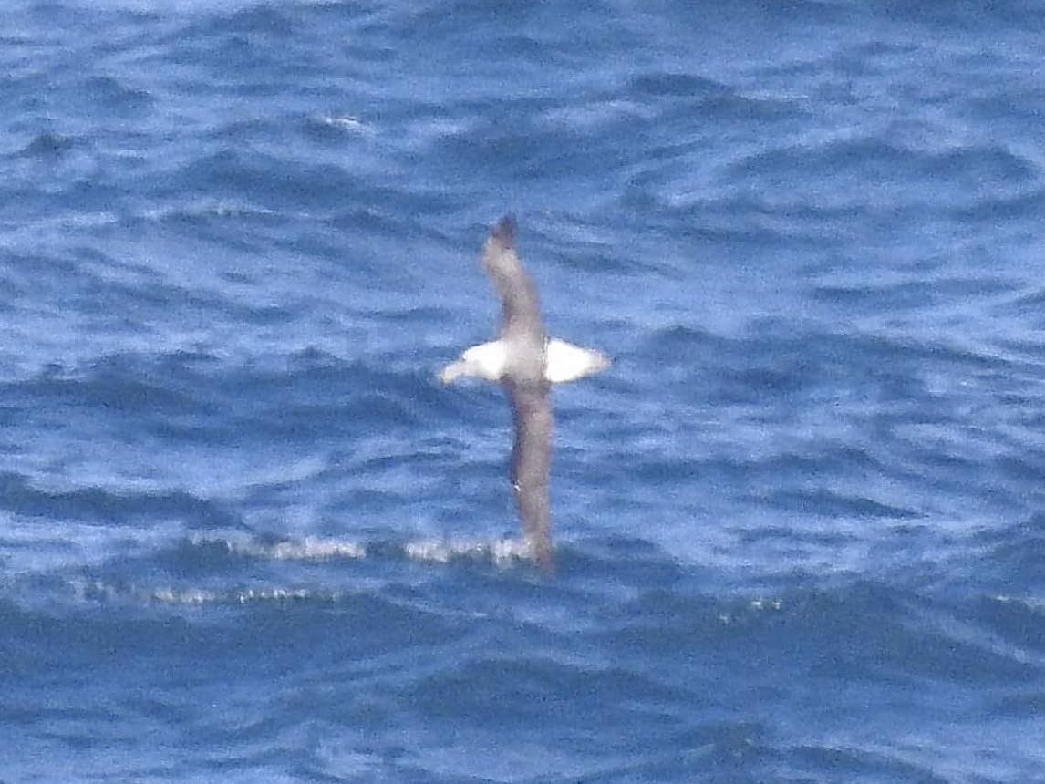 Albatros à cape blanche - ML619334128