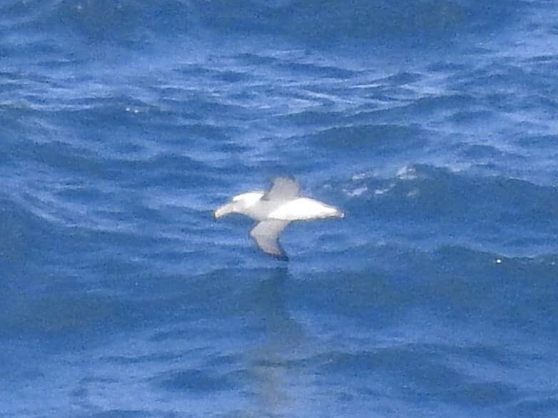 Albatros à cape blanche - ML619334129