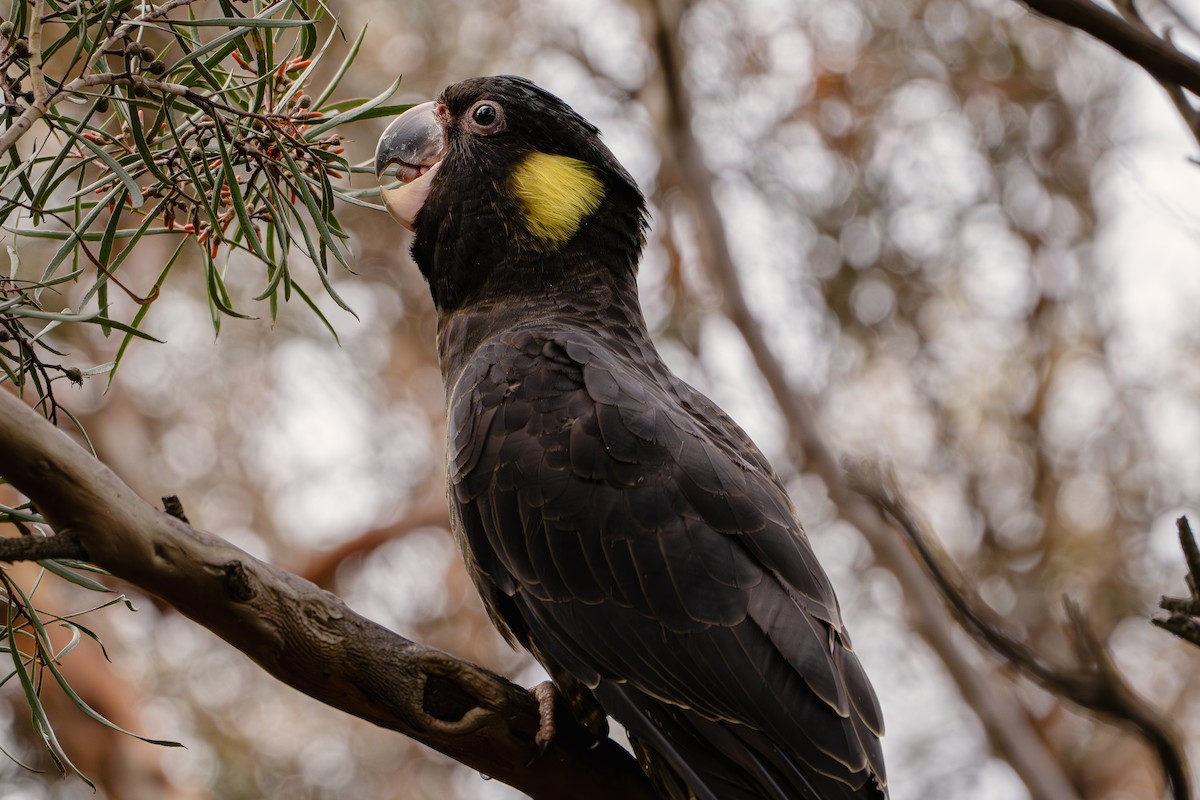 Yellow-tailed Black-Cockatoo - ML619334145
