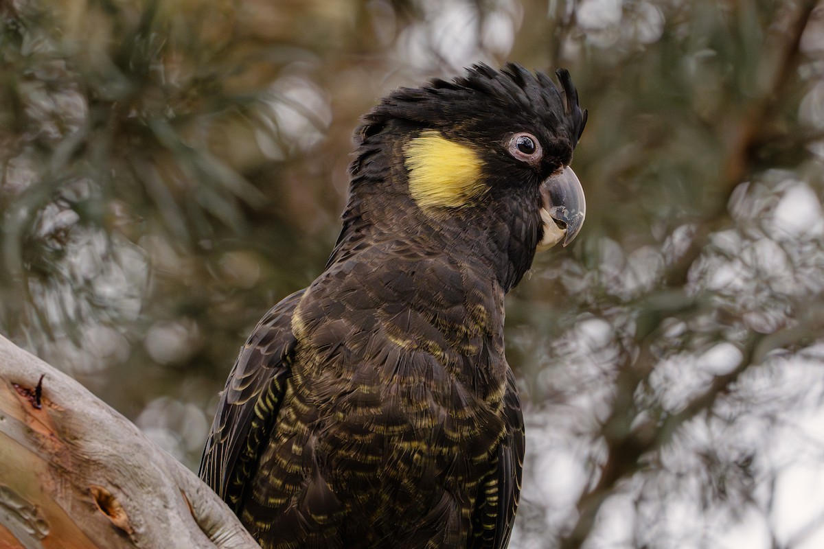 Yellow-tailed Black-Cockatoo - ML619334146