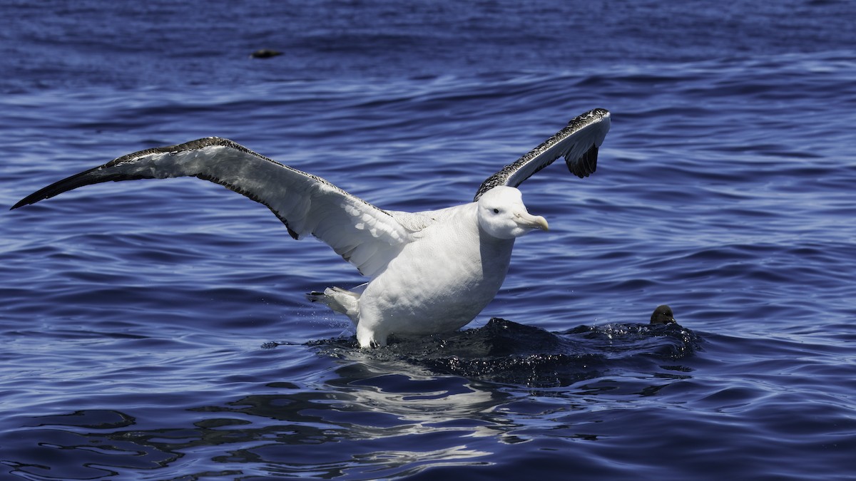 Antipodean Albatross (New Zealand) - ML619334183