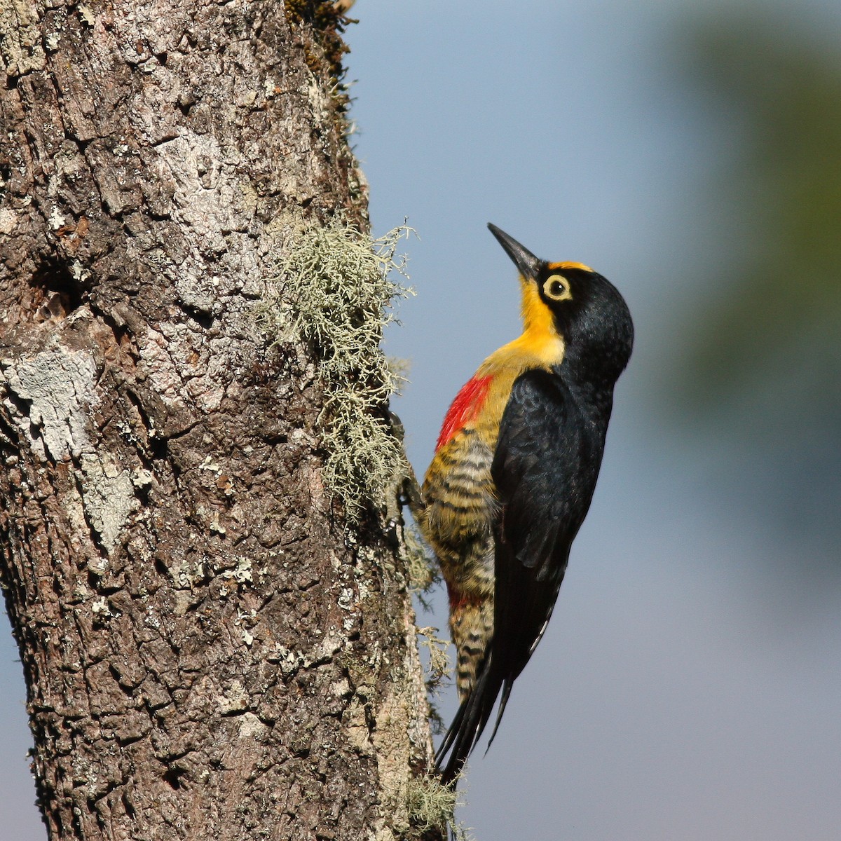 Yellow-fronted Woodpecker - ML619334192