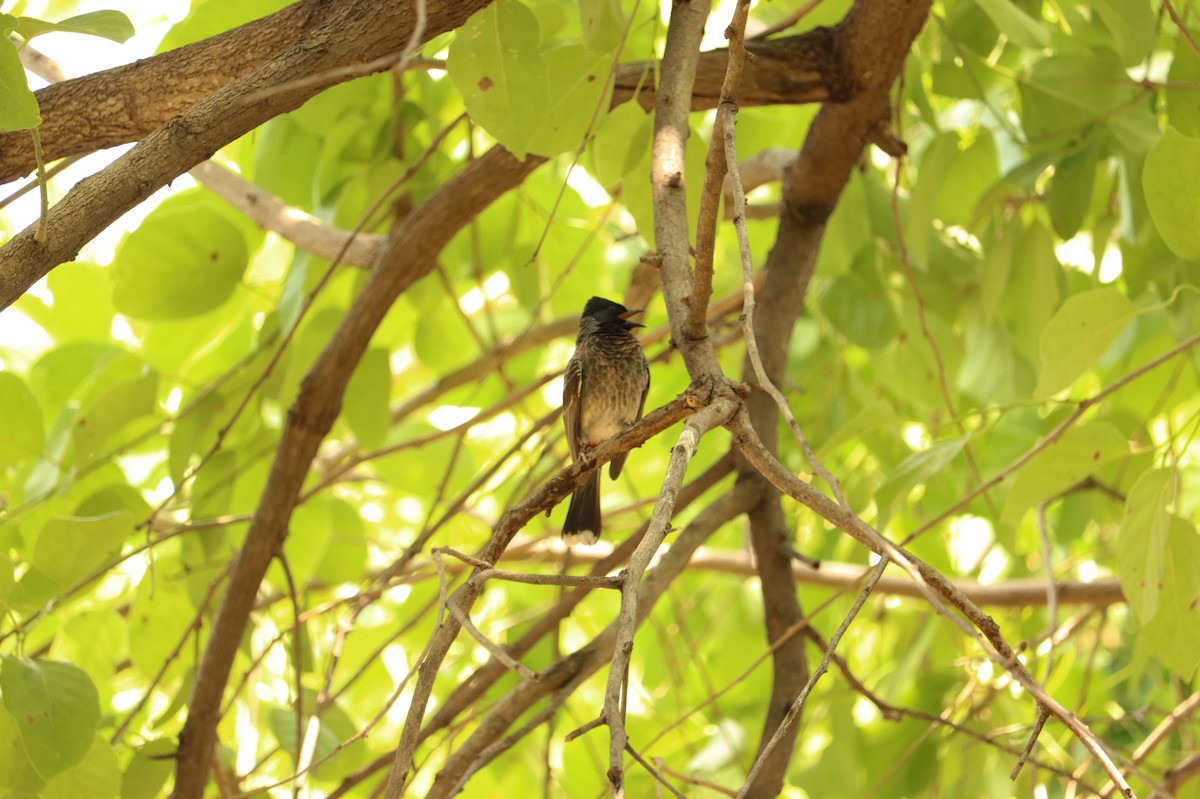 Red-vented Bulbul - ML619334197