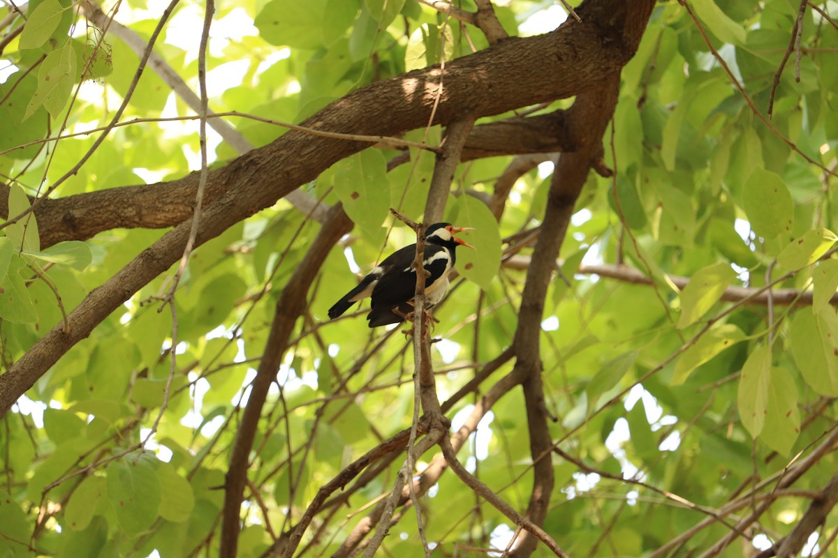 Indian Pied Starling - ML619334201
