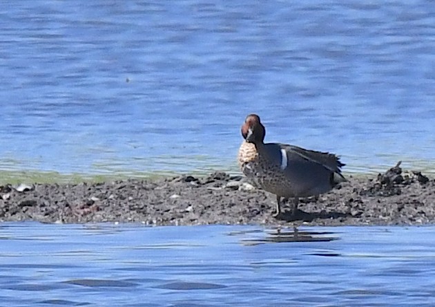 Green-winged Teal - ML619334204