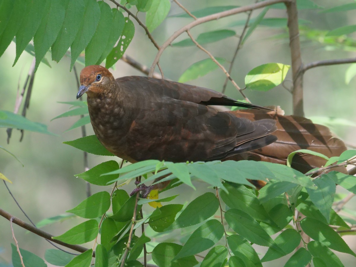 Brown Cuckoo-Dove - ML619334291