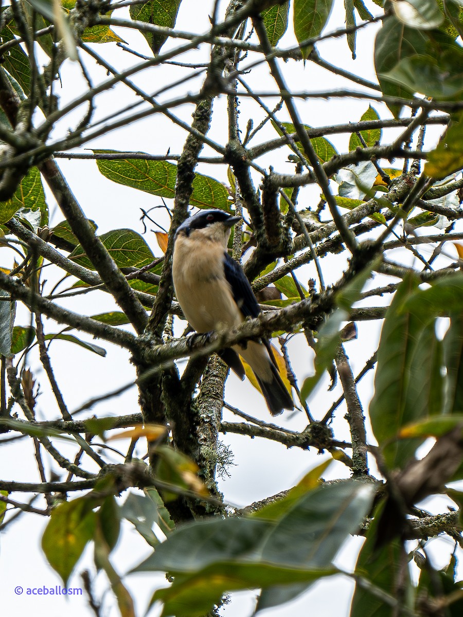 Fawn-breasted Tanager - ML619334302